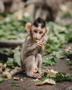 Kiptapkei Environmental CBO Monkeys in Ubud Monkey Forest, Bali