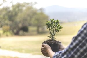 Kiptapkei Environmental CBO Planting trees